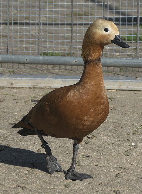首张红